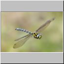 Aeshna cyanea - Blaugruene Mosaikjungfer m01 - OS-Hoerne-Tuempel.jpg